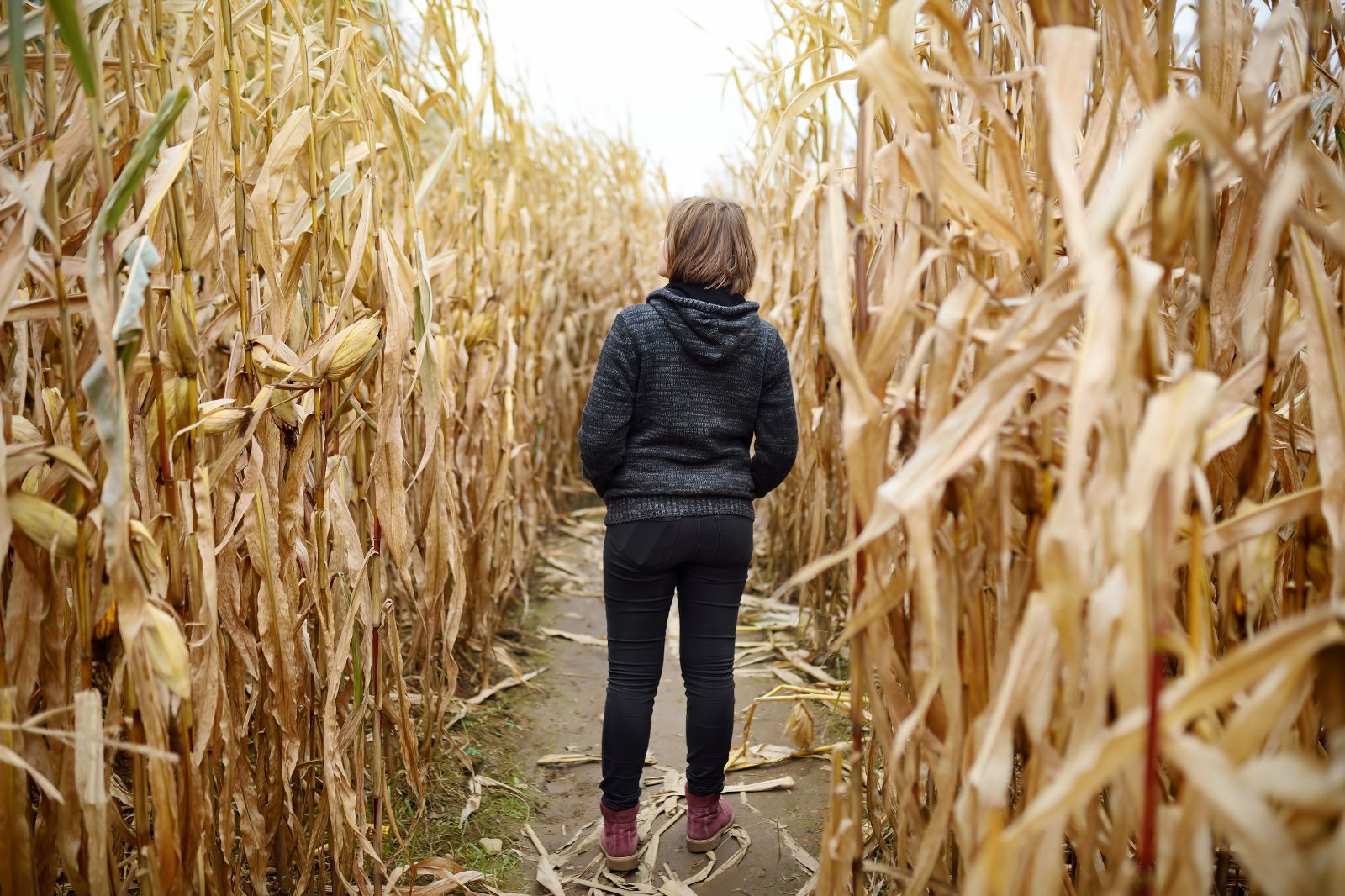 child in corn maze